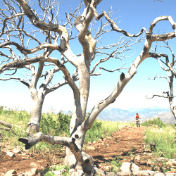 FAR tree and bike